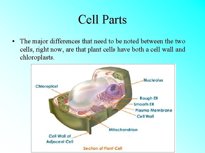 Cell Parts • The major differences that need to be noted between the two