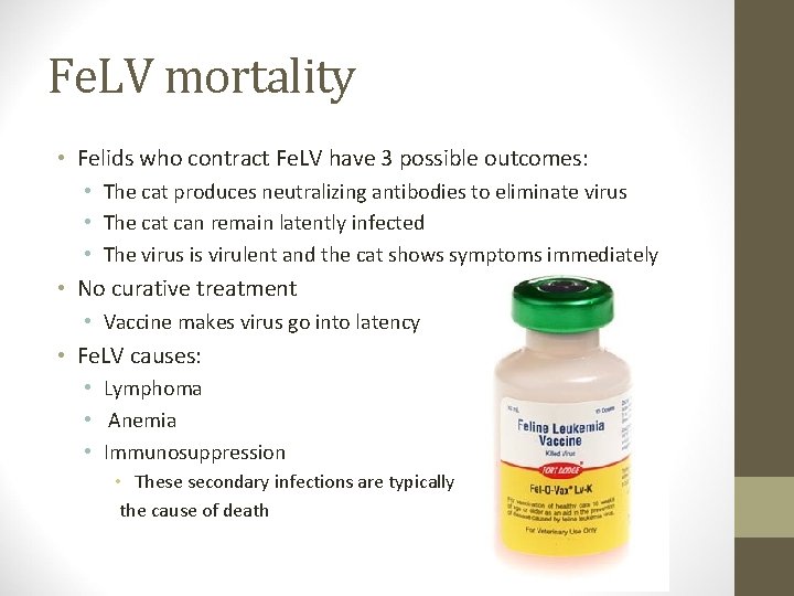 Fe. LV mortality • Felids who contract Fe. LV have 3 possible outcomes: •