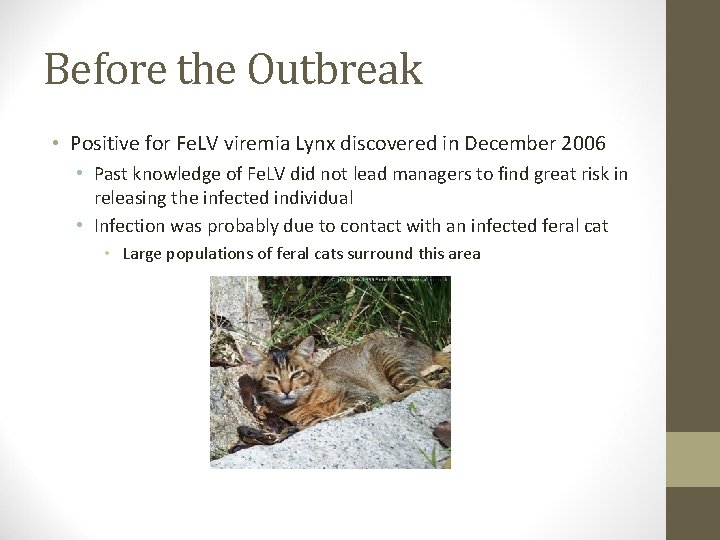 Before the Outbreak • Positive for Fe. LV viremia Lynx discovered in December 2006