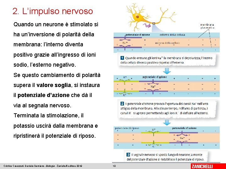 2. L’impulso nervoso Quando un neurone è stimolato si ha un’inversione di polarità della