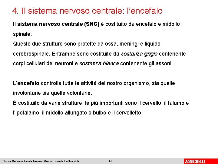 4. Il sistema nervoso centrale: l’encefalo Il sistema nervoso centrale (SNC) è costituito da