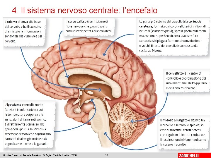 4. Il sistema nervoso centrale: l’encefalo Cristina Cavazzuti, Daniela Damiano, Biologia, Zanichelli editore 2019