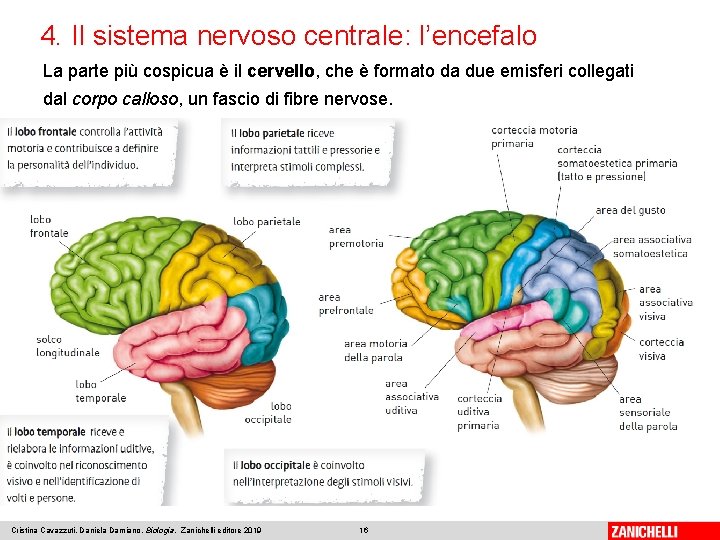 4. Il sistema nervoso centrale: l’encefalo La parte più cospicua è il cervello, che