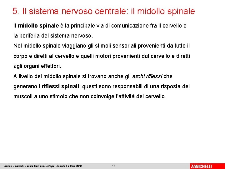 5. Il sistema nervoso centrale: il midollo spinale Il midollo spinale è la principale