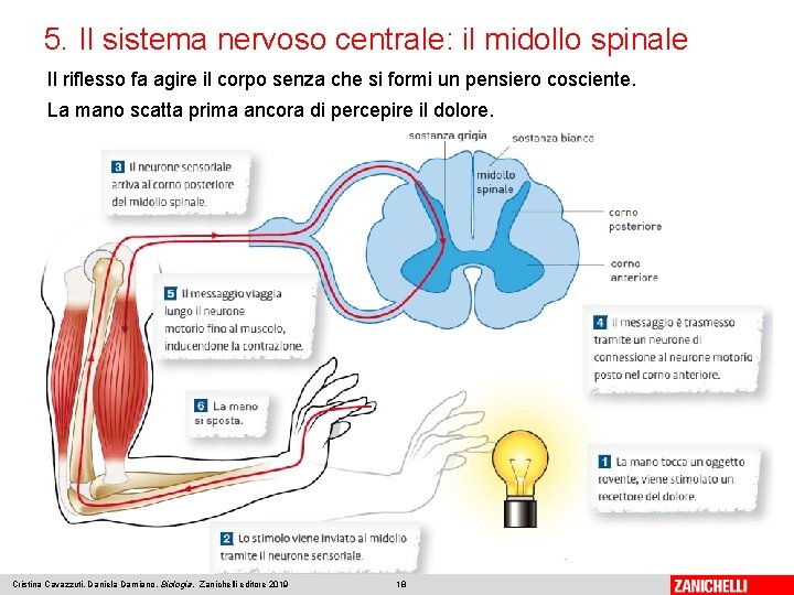 5. Il sistema nervoso centrale: il midollo spinale Il riflesso fa agire il corpo