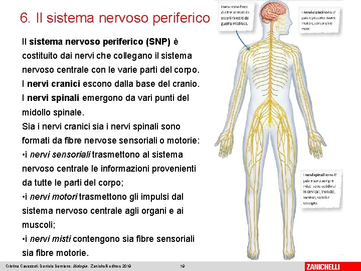 6. Il sistema nervoso periferico (SNP) è costituito dai nervi che collegano il sistema