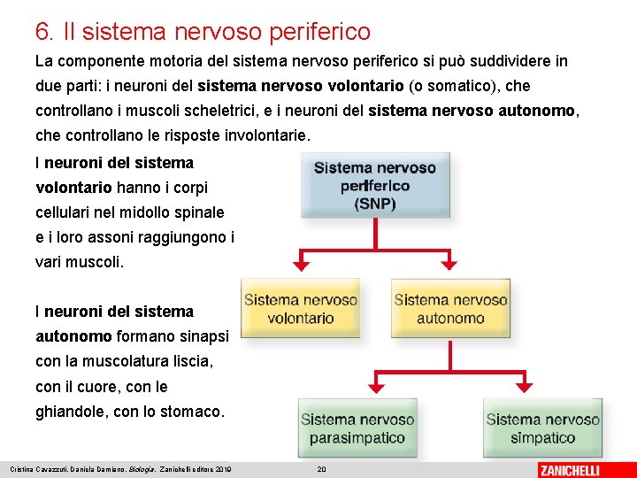 6. Il sistema nervoso periferico La componente motoria del sistema nervoso periferico si può