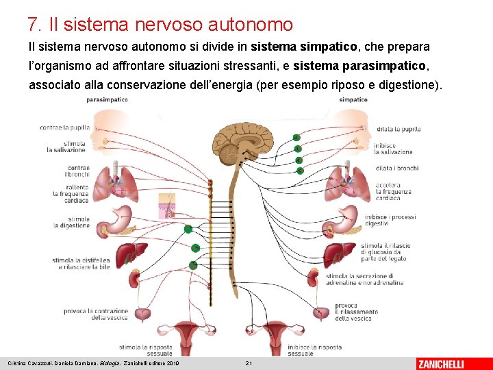 7. Il sistema nervoso autonomo si divide in sistema simpatico, che prepara l’organismo ad