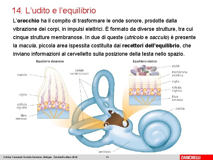 14. L’udito e l’equilibrio L’orecchio ha il compito di trasformare le onde sonore, prodotte