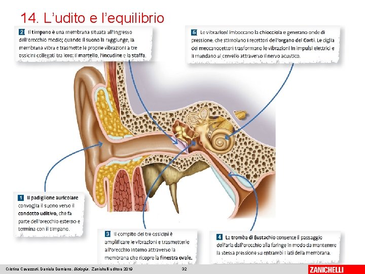 14. L’udito e l’equilibrio Cristina Cavazzuti, Daniela Damiano, Biologia, Zanichelli editore 2019 32 