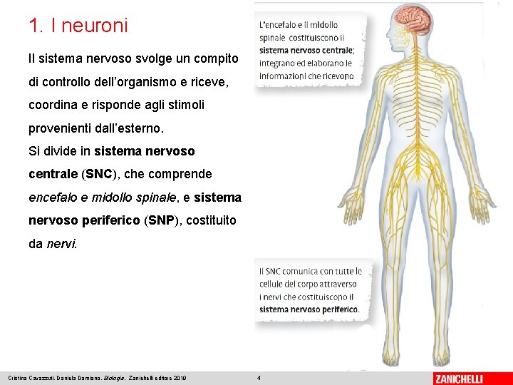 1. I neuroni Il sistema nervoso svolge un compito di controllo dell’organismo e riceve,