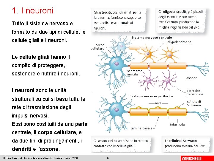 1. I neuroni Tutto il sistema nervoso è formato da due tipi di cellule: