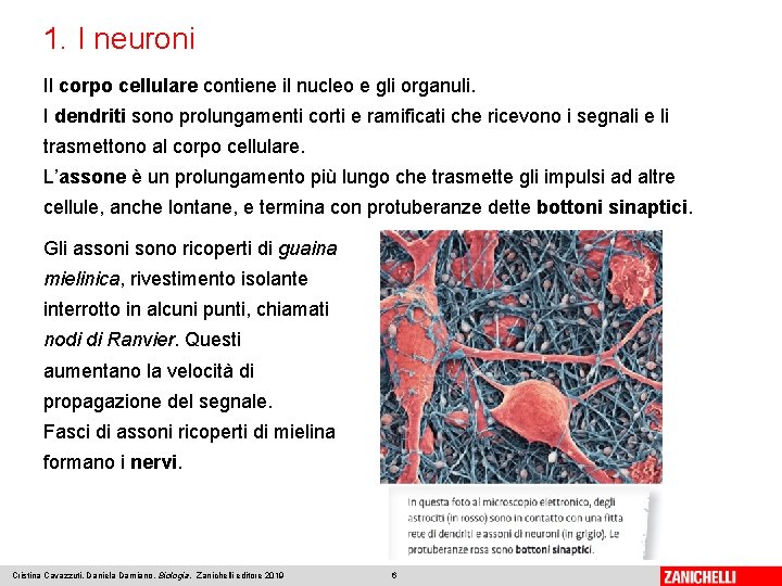 1. I neuroni Il corpo cellulare contiene il nucleo e gli organuli. I dendriti