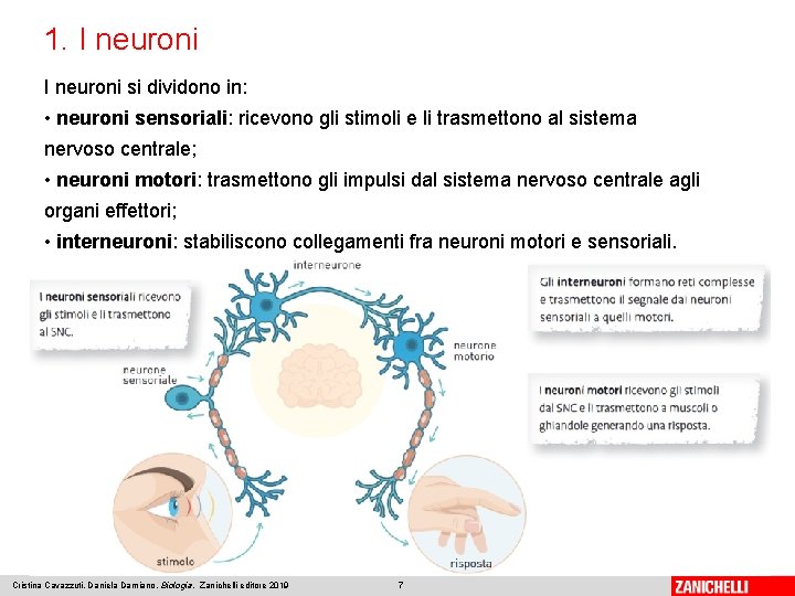1. I neuroni si dividono in: • neuroni sensoriali: ricevono gli stimoli e li