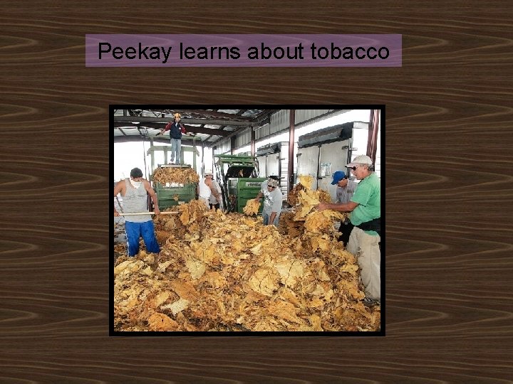 Peekay learns about tobacco 