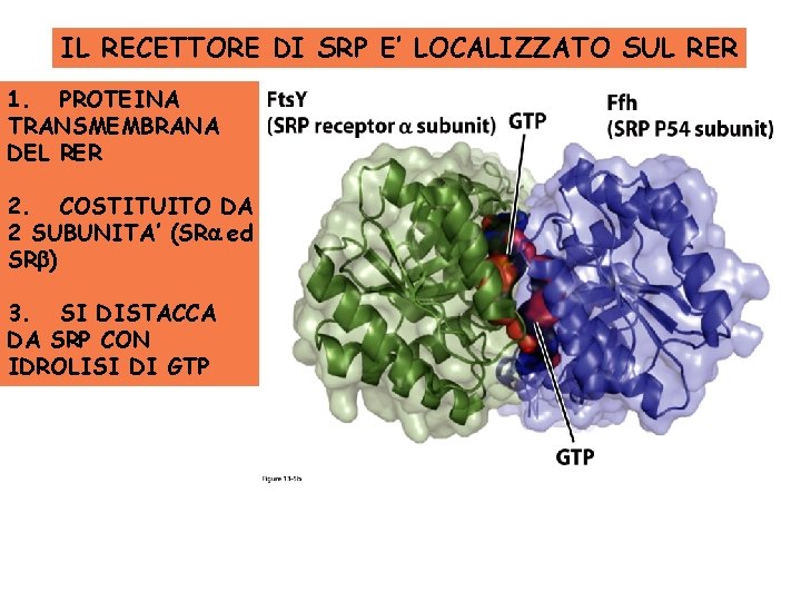 IL RECETTORE DI SRP E’ LOCALIZZATO SUL RER 1. PROTEINA TRANSMEMBRANA DEL RER 2.