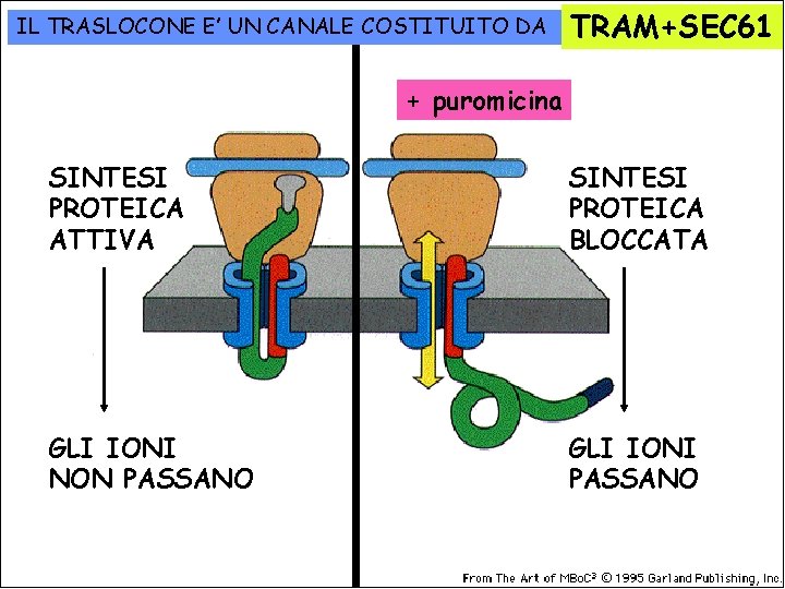 IL TRASLOCONE E’ UN CANALE COSTITUITO DA TRAM+SEC 61 + puromicina SINTESI PROTEICA ATTIVA