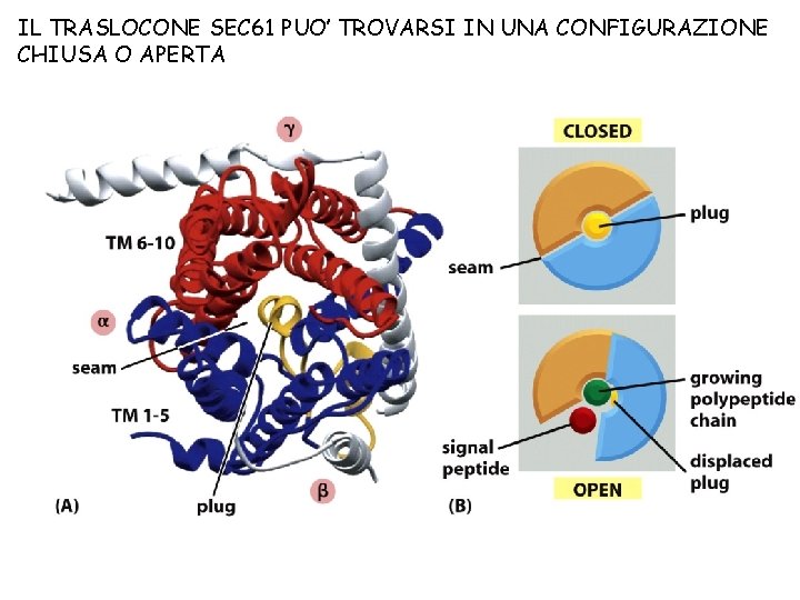 IL TRASLOCONE SEC 61 PUO’ TROVARSI IN UNA CONFIGURAZIONE CHIUSA O APERTA solco APERTO