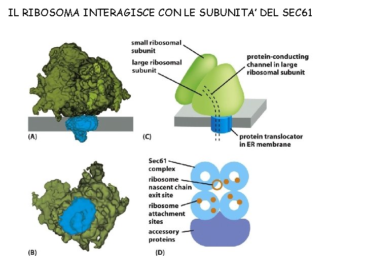 IL RIBOSOMA INTERAGISCE CON LE SUBUNITA’ DEL SEC 61 