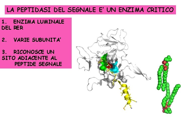 LA PEPTIDASI DEL SEGNALE E’ UN ENZIMA CRITICO 1. ENZIMA LUMINALE DEL RER 2.