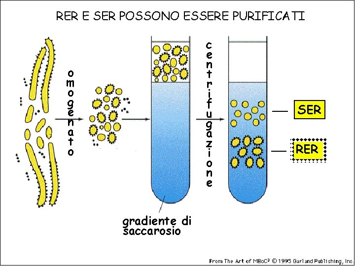 RER E SER POSSONO ESSERE PURIFICATI c e n t r i f u