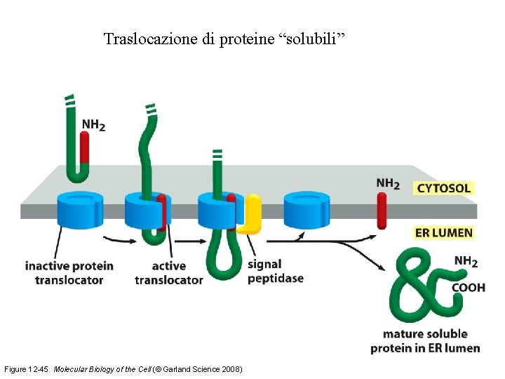 Traslocazione di proteine “solubili” Figure 12 -45 Molecular Biology of the Cell (© Garland