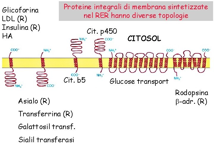 Glicoforina LDL (R) Insulina (R) HA Proteine integrali di membrana sintetizzate nel RER hanno