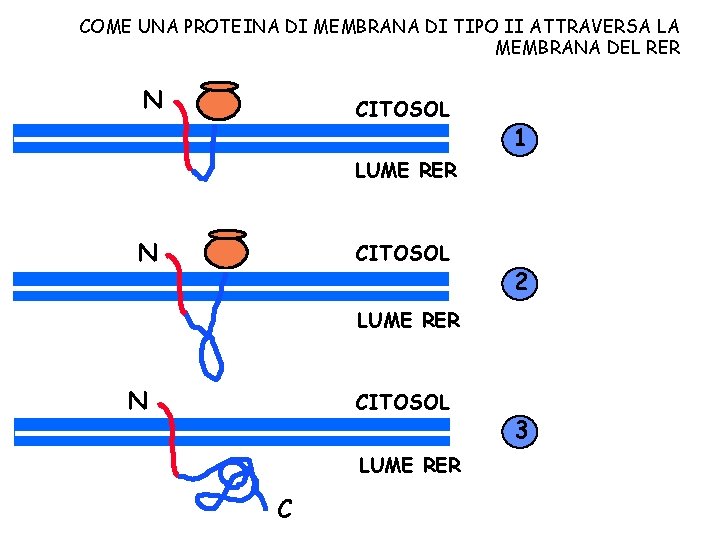 COME UNA PROTEINA DI MEMBRANA DI TIPO II ATTRAVERSA LA MEMBRANA DEL RER N