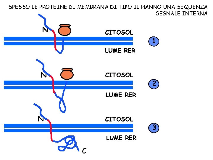 SPESSO LE PROTEINE DI MEMBRANA DI TIPO II HANNO UNA SEQUENZA SEGNALE INTERNA N