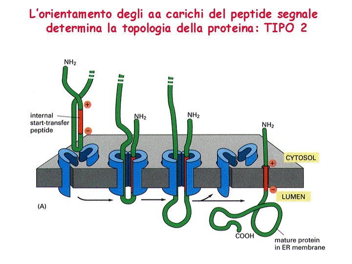 L’orientamento degli aa carichi del peptide segnale determina la topologia della proteina: TIPO 2