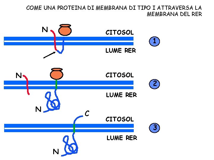 COME UNA PROTEINA DI MEMBRANA DI TIPO I ATTRAVERSA LA MEMBRANA DEL RER N