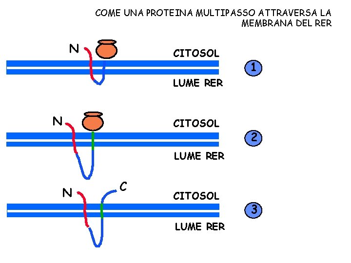 COME UNA PROTEINA MULTIPASSO ATTRAVERSA LA MEMBRANA DEL RER N CITOSOL 1 LUME RER