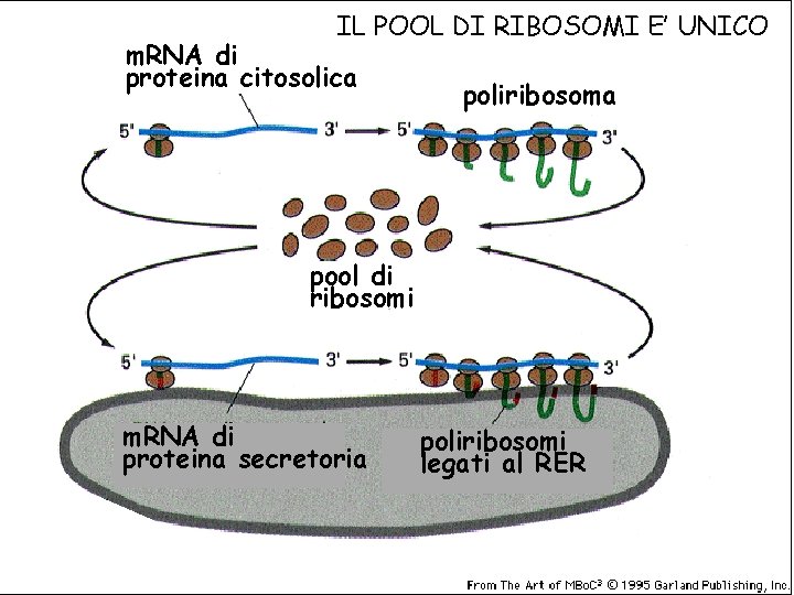 IL POOL DI RIBOSOMI E’ UNICO m. RNA di proteina citosolica poliribosoma pool di