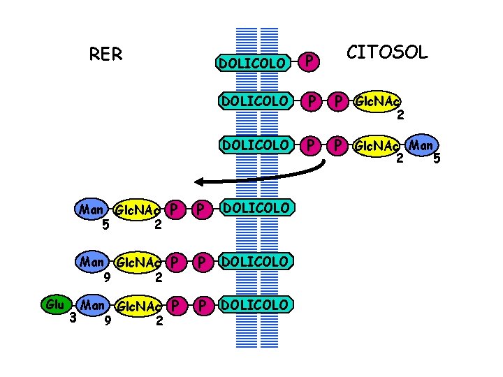 RER Glu CITOSOL DOLICOLO P P Glc. NAc Man Glc. NAc 5 2 P