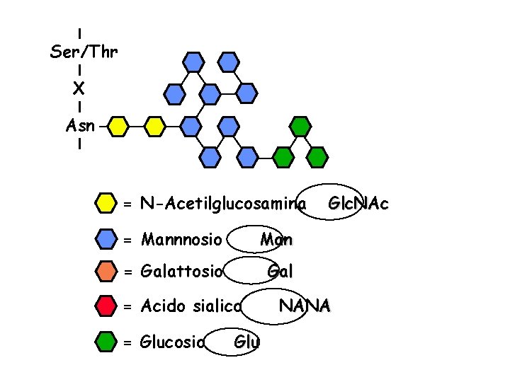 Ser/Thr X Asn = N-Acetilglucosamina = Mannnosio Man = Galattosio Gal = Acido sialico