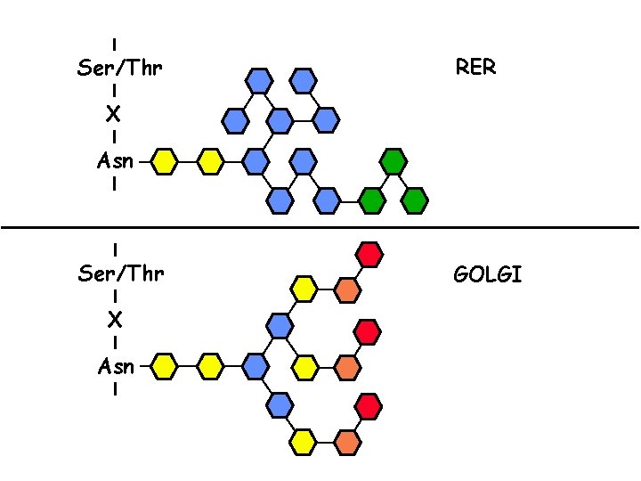 Ser/Thr RER X Asn Ser/Thr X Asn GOLGI 