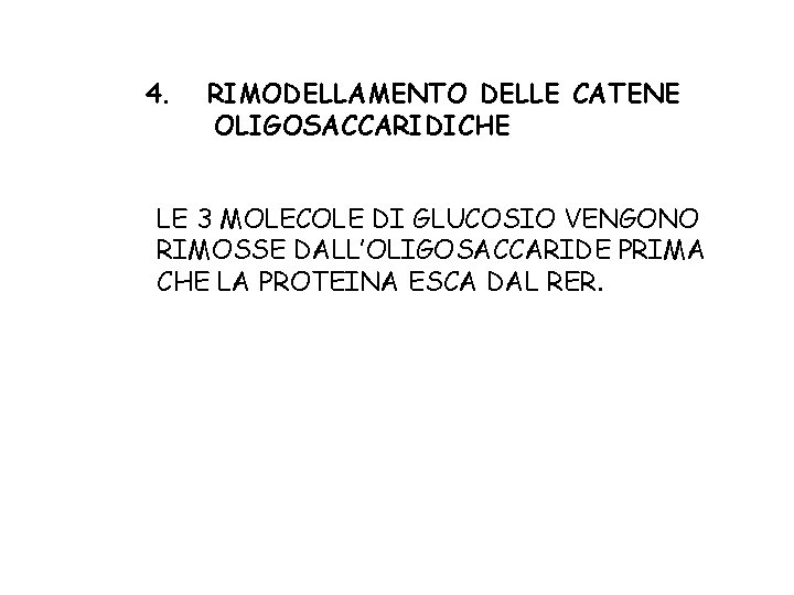 4. RIMODELLAMENTO DELLE CATENE OLIGOSACCARIDICHE LE 3 MOLECOLE DI GLUCOSIO VENGONO RIMOSSE DALL’OLIGOSACCARIDE PRIMA