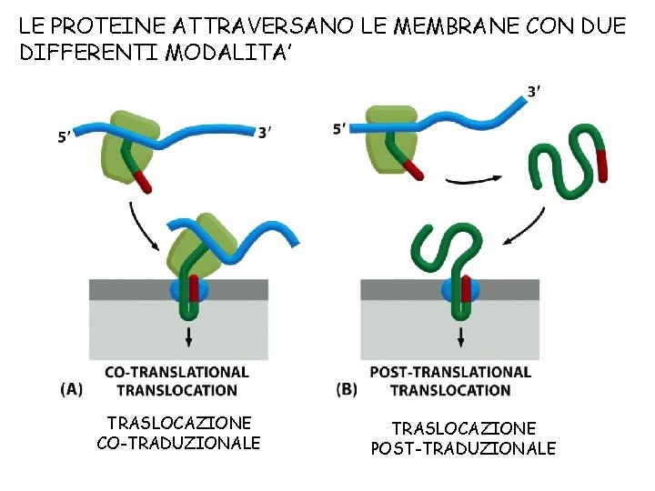 LE PROTEINE ATTRAVERSANO LE MEMBRANE CON DUE DIFFERENTI MODALITA’ TRASLOCAZIONE CO-TRADUZIONALE TRASLOCAZIONE POST-TRADUZIONALE 