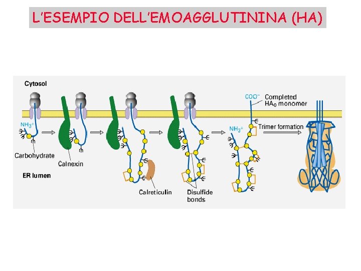 L’ESEMPIO DELL’EMOAGGLUTININA (HA) 