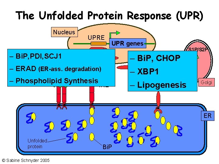 The Unfolded Protein Response (UPR) Nucleus UPRE UPR genes S 1 P/S 2 P