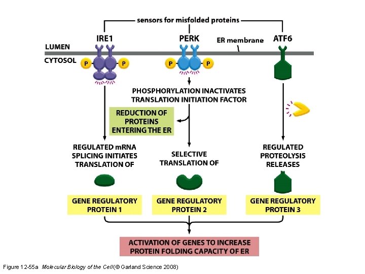 Figure 12 -55 a Molecular Biology of the Cell (© Garland Science 2008) 
