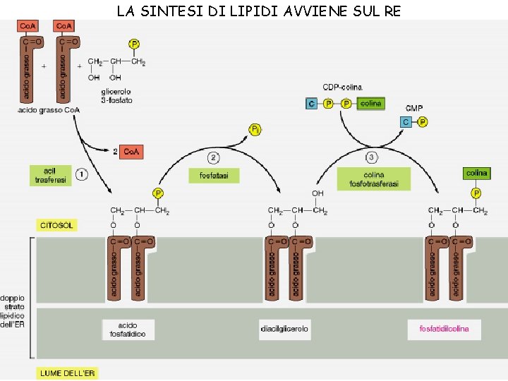 LA SINTESI DI LIPIDI AVVIENE SUL RE 