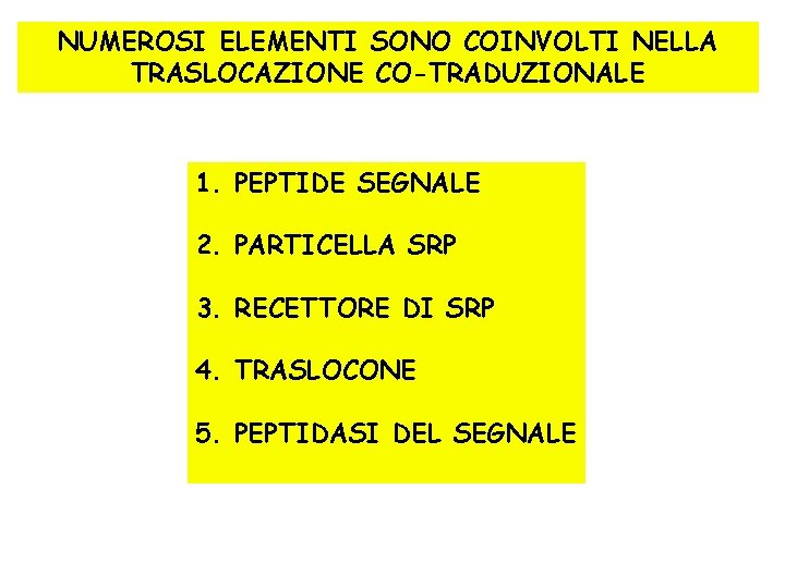 NUMEROSI ELEMENTI SONO COINVOLTI NELLA TRASLOCAZIONE CO-TRADUZIONALE 1. PEPTIDE SEGNALE 2. PARTICELLA SRP 3.