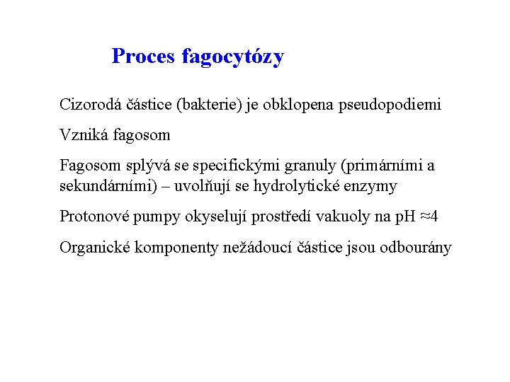 Proces fagocytózy Cizorodá částice (bakterie) je obklopena pseudopodiemi Vzniká fagosom Fagosom splývá se specifickými