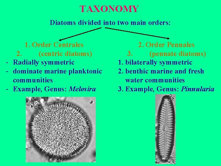 TAXONOMY Diatoms divided into two main orders: 1. Order Centrales 2. (centric diatoms) -