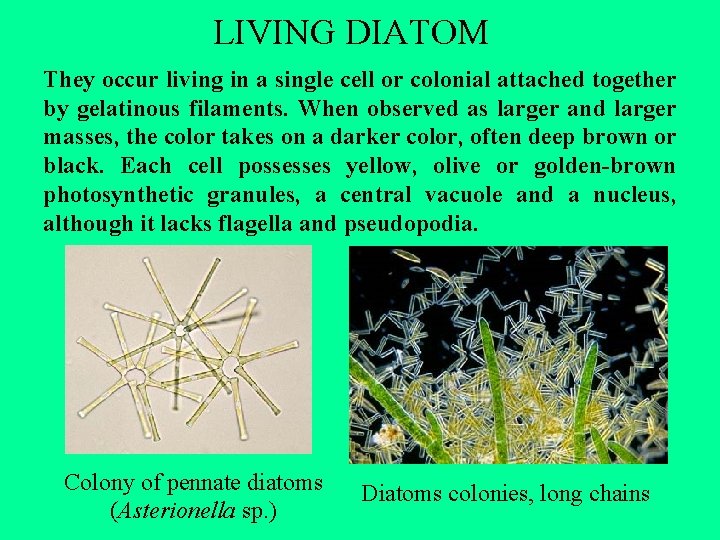 LIVING DIATOM They occur living in a single cell or colonial attached together by