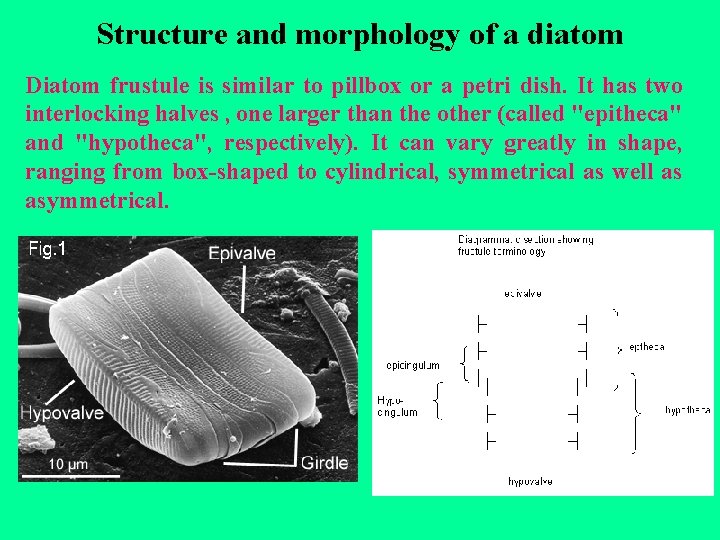 Structure and morphology of a diatom Diatom frustule is similar to pillbox or a