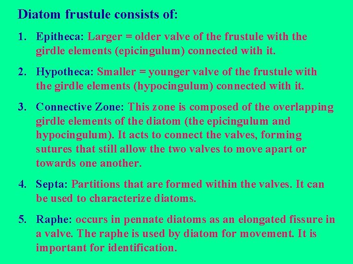 Diatom frustule consists of: 1. Epitheca: Larger = older valve of the frustule with