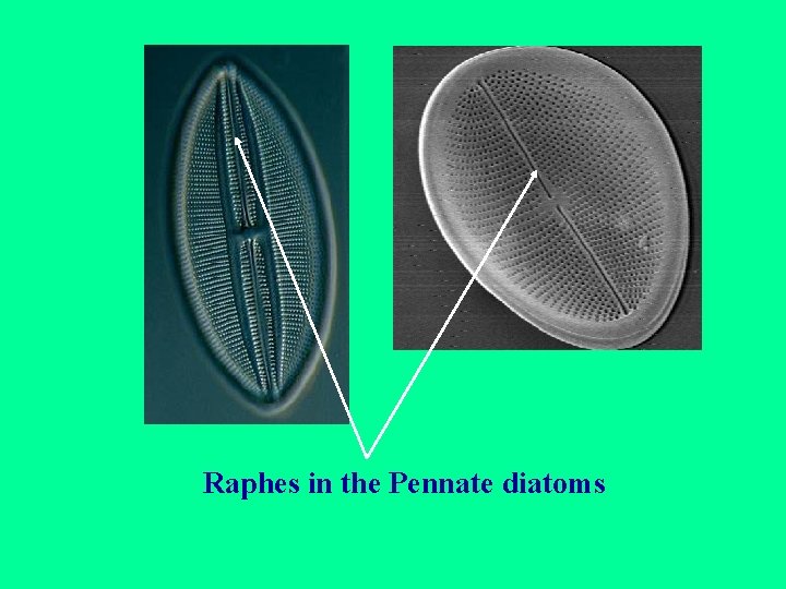Raphes in the Pennate diatoms 