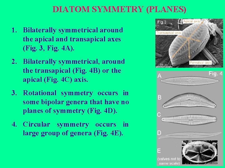 DIATOM SYMMETRY (PLANES) 1. Bilaterally symmetrical around the apical and transapical axes (Fig. 3,